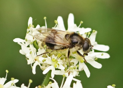 Cheilosia illustrata, female, hoverfly, Alan Prowse